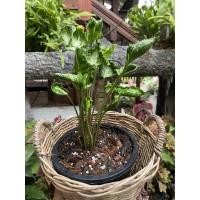 ราคา ต้นห่อเงินห่อทอง “Syngonium Godzilla” (15208949923)