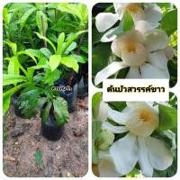 ราคา ต้นบัวสวรรค์ขาว บัวสวรรค์ขาว (42312784565)