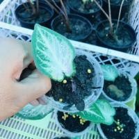 ราคา บอนสีชายชลเบบี้ชายชล (20050005859)