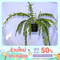 ราคา เฟิร์นสไบนางก้านอ่อน ใบยาว (12966741497)