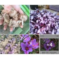 ราคา หัวหญ้าฝรั่นSaffron_Crocus สำหรับปลูกหญ้าฝรั่นหญ้าฝรั่นนั้นเป็นพืชสมุนไพรเป็นสายพันธุ์จากสวนหญ้าฝรั่นโดยตรง (19027673120)