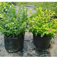 ราคา F98 หลิวไต้หวัน {หลิวเขียว/หลิวทอง/หลิวขาว} ไม้ดอกคลุมดิน(ไม่ผลัดใบ) (3831513846)