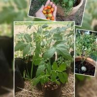 ราคา ต้นกล้ามะเขือเทศเตี้ย Tiny tim tomato ต้นสูง 20 cm พร้อมลงกระถาง ปลูกแบบอินทรีย์ (6838374486)