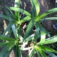 ราคา ต้นจันผาต้นไม้ปลูกเสริมบารมี (16800196757)