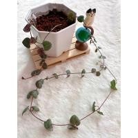 ราคา สายป่านดวงใจ กระถาง 3 นิ้ว (22339368332)