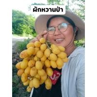 ราคา ผักหวานป่า ขายเมล็ดพันธุ์ 1 ชุด 25 เมล็ด 50 บาท(เมล็ดสดใหม่ปี68) (40500938767)