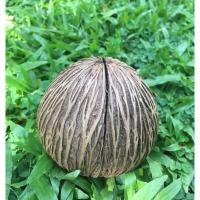 ราคา ลูกตีนเป็ดน้ำ ลูกตีนเป็ด ตากแห้ง ลายสวยๆ สำหรับนำไปปลูกต้นไม้ ทำสิ่งประดิษฐ์ ตกแต่งสวน (5939038181)