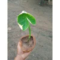 ราคา ถุงเงินถุงทอง ต้นเล็กขนาดตัวโต๊ะ ไม้มงคล ไม้ประดับ กระถางไม้จริง (4152178149)