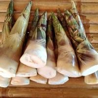 ราคา 10 เมล็ด ไผ่บงหวาน ไผ่หวาน ไผ่ตงหวาน เมล็ดไผ่ หน่อไม้ ไผ่ ไม้ไผ่ (29042504718)