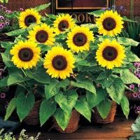 ราคา เมล็ดพันธุ์ ทานตะวันแคระ ทานตะวัน ทานตะวันกระถาง เมล็ดพันธุ์ทานตะวัน (Dwarf Sunflower Seed) 50เมล็ด (27592872738)