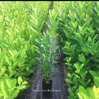 ราคา ต้นมะนาว (เพาะเมล็ด) ต้นสูง30-40เซนติเมตร 1ถุงมี2-3ต้น ขายราคาถูก (7535509466)