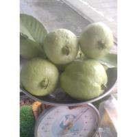 ราคา ฝรั่งกิมจู อินทรีย์แท้ เนื้อแน่น หวาน กรอบ อร่อย เก็บสดใหม่ทุกออเดอร์ (49951060802)