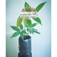 ราคา ต้นหางไหลแดง หรือโลติ้นต้นสวยพร้อมส่ง (21874398406)