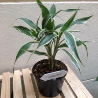 ราคา ต้นกวนอิมเงิน ไผ่กวนอิม ต้นไม้มงคลกระถาง4นิ้ว (7150216602)