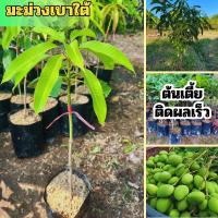 ราคา 1 ต้น มะม่วงเบาใต้ไซส์กลาง ต้นเสียบยอด (25143413460)
