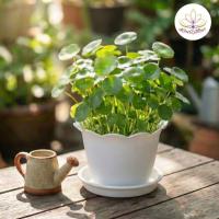 ราคา ต้นแว่นแก้ว หรือ ต้นบัวแก้ว พืชน้ำแต่งอ่างปลา (จัดส่ง 1 กอ กอใหญ่ประมาณ กระถางบัว 12 นิ้ว กอเล็กประมาณ 20-30 ต้น ) (22200620802)