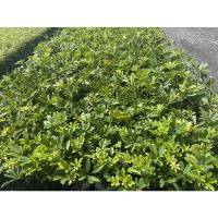 ราคา ต้นหนวดปลาหมึก สูง15-20 ซม. (20548390530)