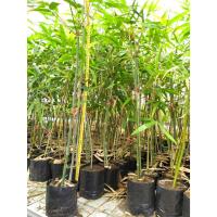 ราคา 2ต้น ไผ่ซางหม่น ไผ่ตงลืมแล้ง กิมซุง ไผ่รวกหวาน รับรองพันธุ์แท้ 2ต้น มีพร้อมส่งทุกวัน เป็นหน่อขุด ต้นจะใหญ่ (22341398439)