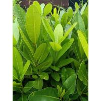 ราคา ต้นกระทิง ความสูง 30-60 ซม. ขั้นต่ำ3ต้น (18849766291)