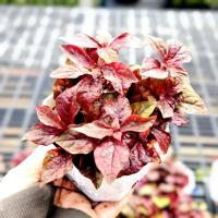 ราคา ต้นเพชรพลอยหรือมณีล้อมเพชร ใบสีแดง ในกระถางขนาด 3 นิ้ว (20735823871)