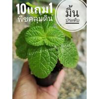 ราคา มิ้นประดับ​ แต่งสวน ต้นไม้พืชคลุมดิน​ ไม้มงคล ไม้ในร่ม สระแหน่ จัดบ้าน แต่งสวน ต้นไม้มงคล ดิน เมล็ด ต้นกล้า ปุ๋ย กระถา (7979343416)