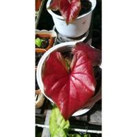ราคา "จอมทัพ"บอนสี ราชินีแห่งใบไม้(Caladium) (11734777575)