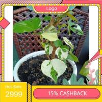 ราคา ต้นโพธิ์ 7 สี โพธ์ด่าง 7 สี โพธิ์เจ็ดสี หรือ โพธิ์สามสี ไม้มงคลเสริมดวง โชคลาภเงินทอง (13656380688)