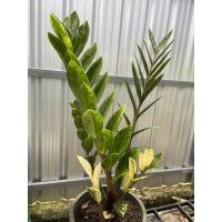 ราคา ต้นกวักมรกตใบด่าง กอใหญ่ ใบด่างสวย (8499596028)