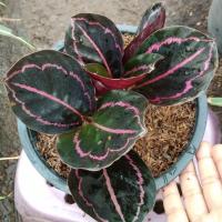 ราคา คล้านกยูงรำแพน (ต้นนกยูงรำแพน)#Calathea ไม้ประดับ ไม้มงคลเสริมการค้าขาย เสริมโชคลาภร่ำรวยเงินทอง กระถาง8นิ้ว (5638296662)