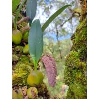 ราคา กล้วยไม้สิงโตรวงข้าวชมพู หายากมาก ดอกมา 2 ช่อ ถ่ายภาพ 10พย.68 (22285199280)