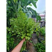 ราคา ตำแยแมว กัญชาแมวทาสแมวมาทางนี้จร้า ต้นล่ะ10฿ ซื้อ5 ต้นขึ้นไปนะคะ (10027544628)