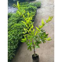 ราคา ต้นทับทิมแดงมารวย หรือ แดงอินเดีย เป็นไม้พุ่มยืนต้นขนาดกลาง จัดเป็นผลไม้มงคล สายพันธุ์มาจากอินเดีย ต้นละ149บาท (22927179758)