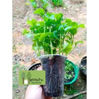 ราคา วอเตอร์เครส ฮาวาย /ผักน้ำใบใหญ่ กิ่งละ1บาท (7567346918)