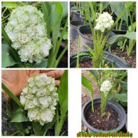 ราคา (ขาย ต้นพันธุ์) ดอก ต้น กระเจียวมะลิ ต้นกระเจียวมะลิ ต้นกระเจียว กระเจียว มะลิ เบนซ์ (11436267846)