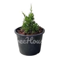 ราคา สนมังกรแคระ กระถาง 6 นิ้ว / Juniperus chinensis L.pot 6 (12045488971)