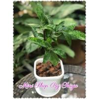 ราคา ไม้แหย่แย้ หรือ เทวบุตร ไม้มงคล (กระถาง 4.5นิ้ว พร้อมจานรอง) (14214756874)