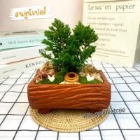 ราคา [[ต้นไม้จริง]] สวนถาดสนจูนิเปอร์แคระ **ต้นไม้คัดฟอร์มสวยทุกต้น** (9446905928)