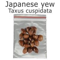 ราคา เมล็ดสน สนยิวญี่ปุ่น สนญี่ปุ่น Japanese yew - Taxus cuspidata ร้านคนไทย บอนไซ (53101039515)