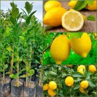 ราคา ต้นเลมอน (กิ่งตอน) สายพันธุ์ยูเรก้า ขนาด 60-70ซม. (28532109961)