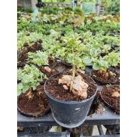 ราคา บอนไซเพรมน่าด่างไต้หวันยกรากเกาะหิน กระถาง 3นิ้ว (14869207079)