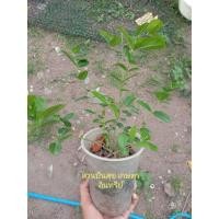 ราคา ต้นมะม่วงหาวมะนาวโห่ (6148785093)