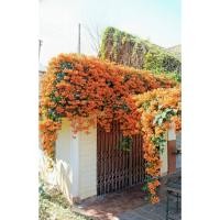 ราคา พวงแสดเลื้อย ต้นยาว 1.50 เมตร ต้นสวยและเลี้ยงง่าย (กทม) (55005589720)