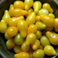 ราคา ต้นกล้า มะเขือเทศลูกแพร สีเหลือง Yellow Pear Tomato ปลูกเองสด ปลอดสารพิษ อร่อยฉ่ำกรอบ พร้อมปลูก กล้าละ 12บาท (21221424382)