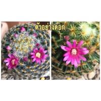 ราคา แมมขนนกเหลืองติดตุ่มดอก ดอกสีขาว ดอกสีขาวขีดชมพู แคคตัส (8276383643)