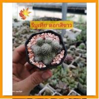ราคา แคค​ตัส​ เเมมขนนก รีบูเทีย ดอกสีขาว rebutia albiflora กระบองเพชร แคคตัส (18874884644)