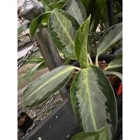 ราคา เศรษฐีก้านกล้วยไม้ประดับไม้มงคลสวยงาม ❌ไม่ขายต้นร้านนี้ขายหน่อขายหัวผ่าแยกเท่านั้น❌ (14094698371)