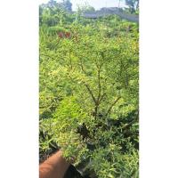 ราคา ต้น โมกแคระ ขนาด 11นิ้ว (43811325395)