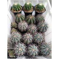 ราคา กระบองเพชร แคคตัส เมโลฟ้า (8863992308)