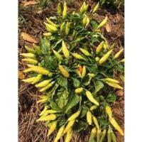 ราคา ต้นกล้าพริกส้มสั้น ต้นละ 10 บาท พร้อมปลูก ซื้อ 10แถม 2 (22555085949)