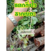 ราคา ใบเทียนกิ่ง เฮนน่า ใบกาว ย้อมผม ราคาถูก❗ ต้นแตกกิ่ง พร้อมแลูกพร้อมใช้งาน (20626748668)